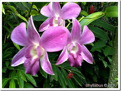 Purple Orchid