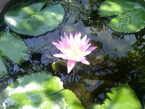 Img00009-20111022-0923