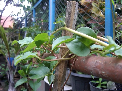 Img00048-20111103-1403