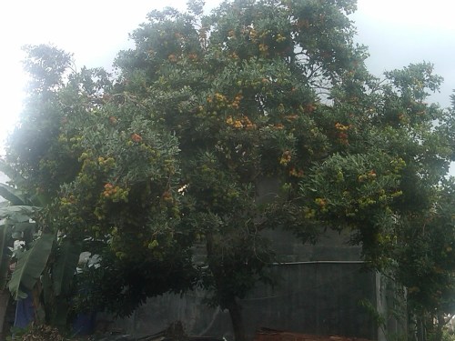 Img00072-20111113-1310