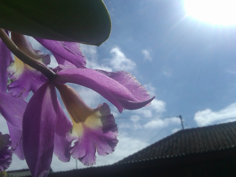 img00235 20120219 0944