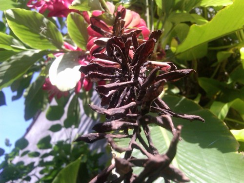 Img00254-20120221-0909