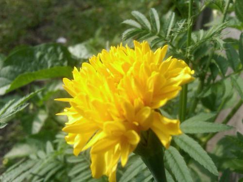 Img00291-20120229-1624