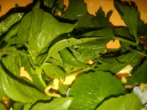 Img00412-20120404-1813