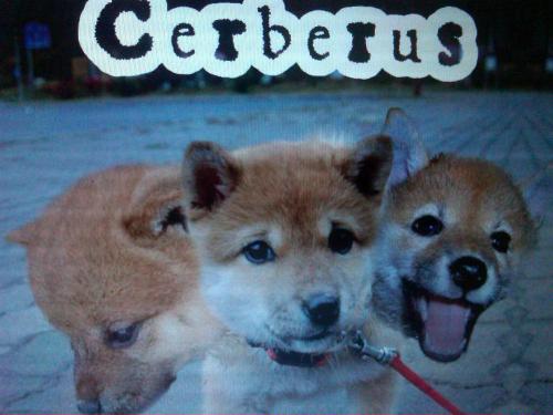 Img00457-20120424-1850