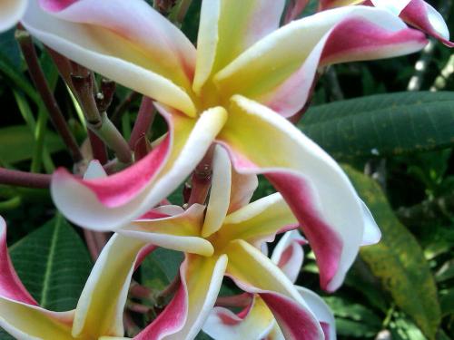 Img00494-20120602-0846